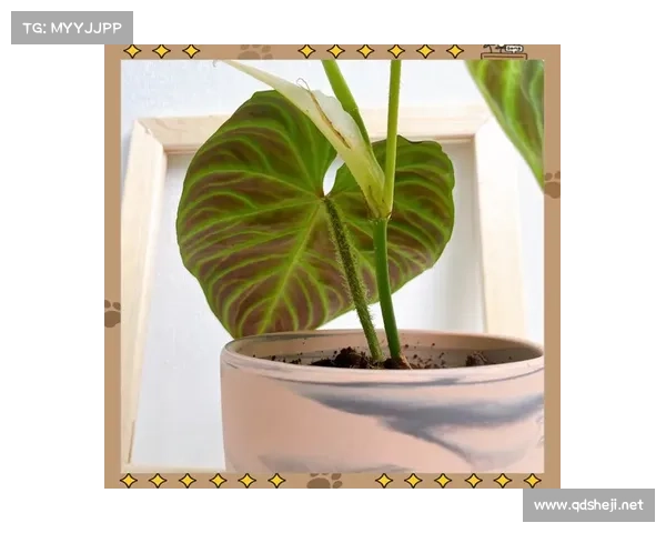 卷帘绿魔养护指南：提升绿植健康的五个关键技巧